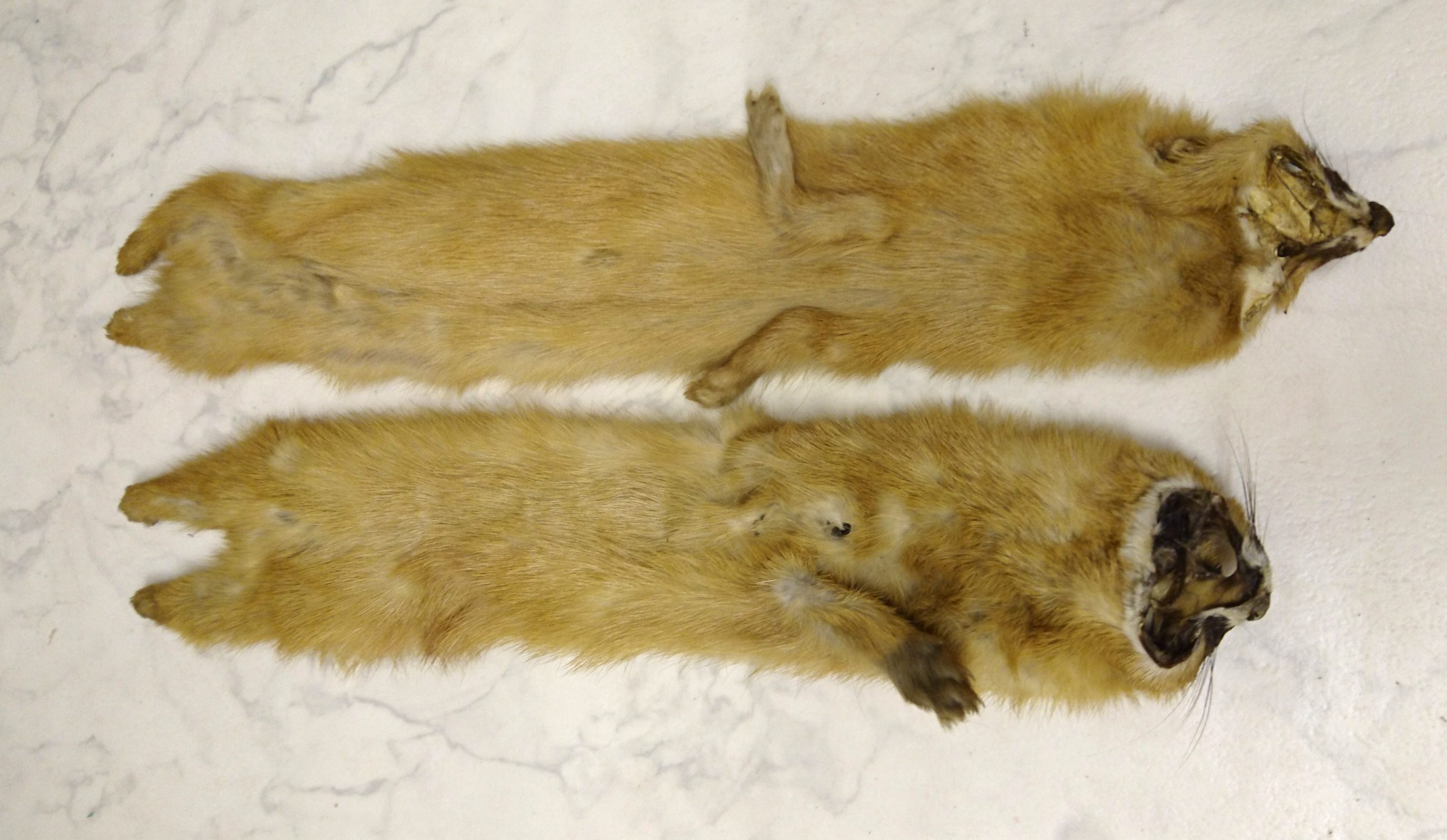 Raw Weasel Skins from Sojuzpushnina (with CITES)