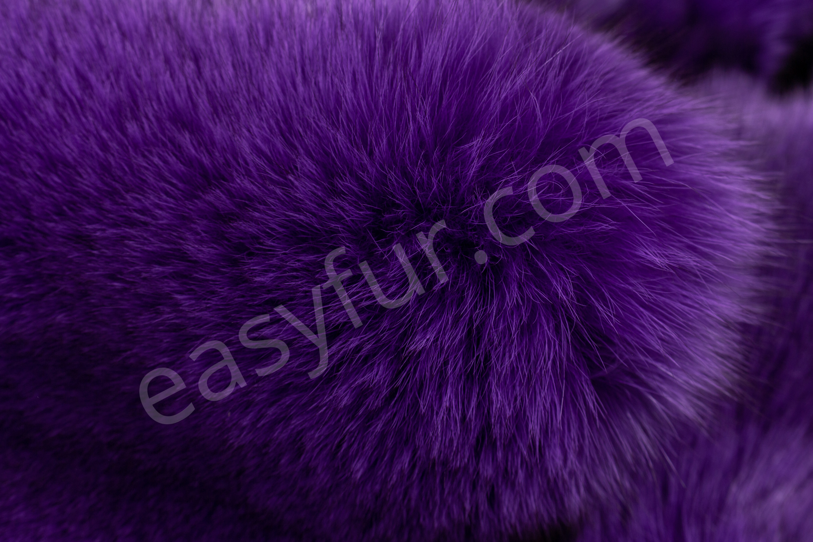 Scandinavian Blue Foxes in purple