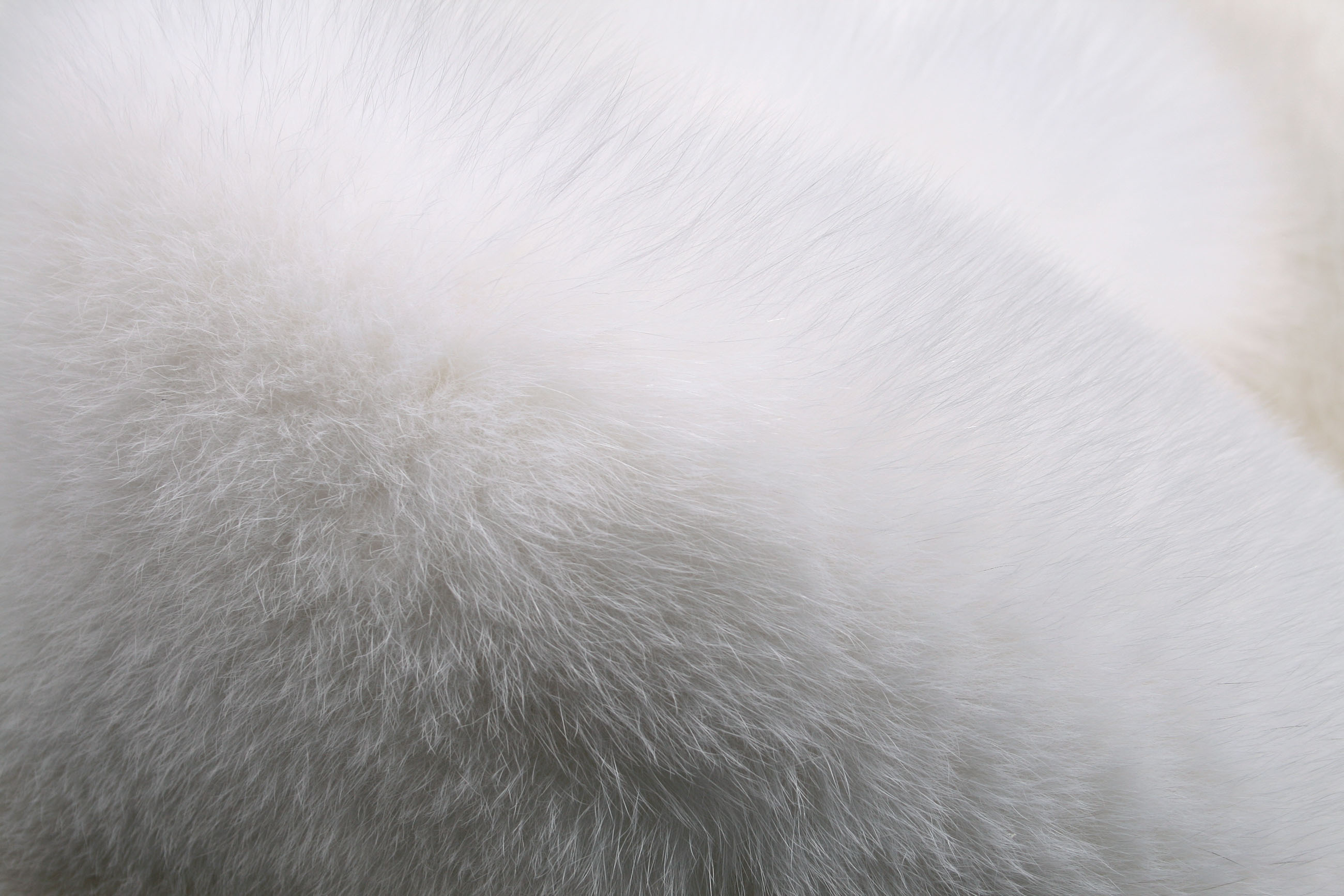 White Shadow Fox Skins (SAGA Fur)