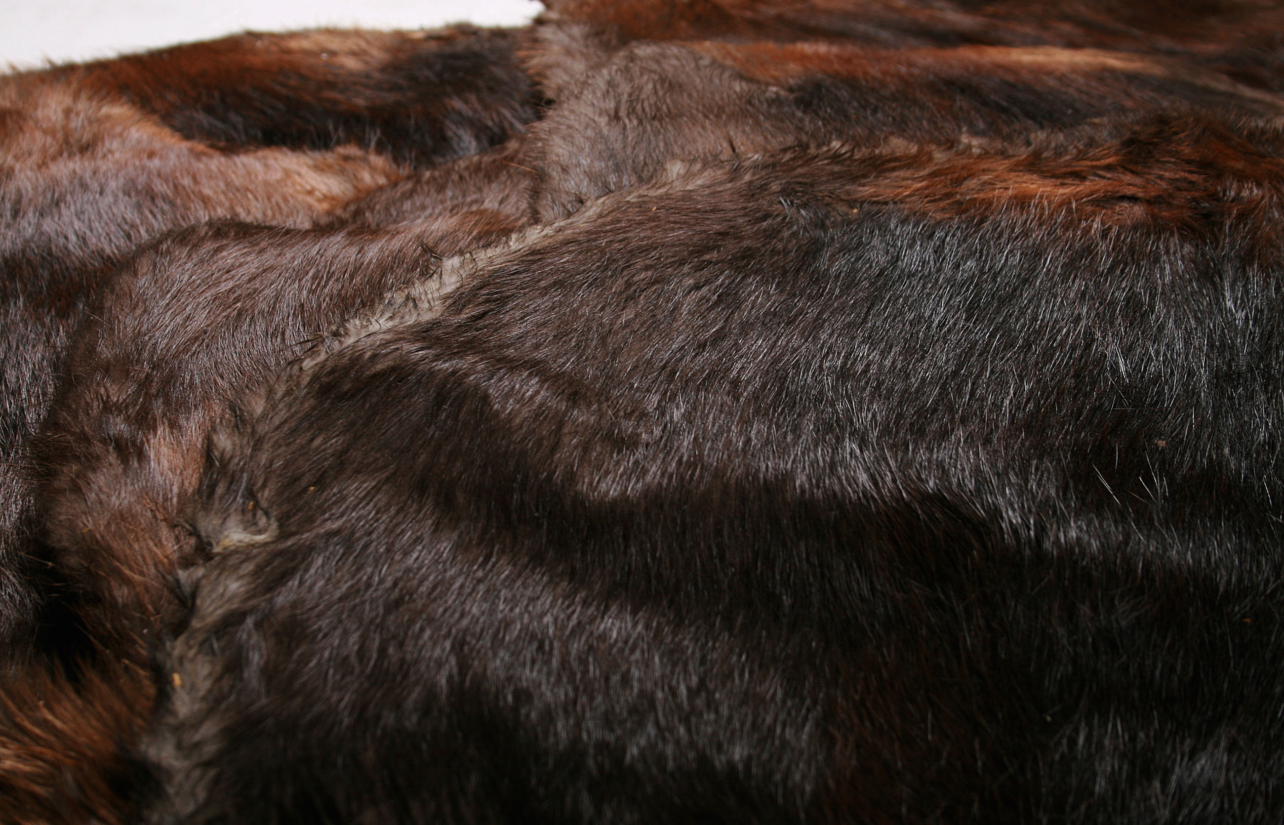 Natural Canadian Beaver Raw Skins - (Fur Harvesters)