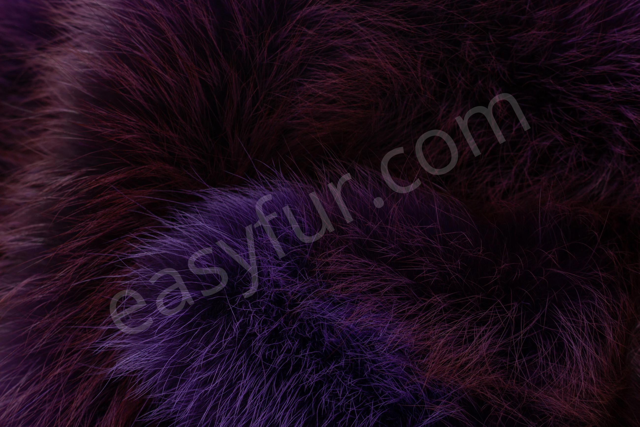 Rotfüchse in violett