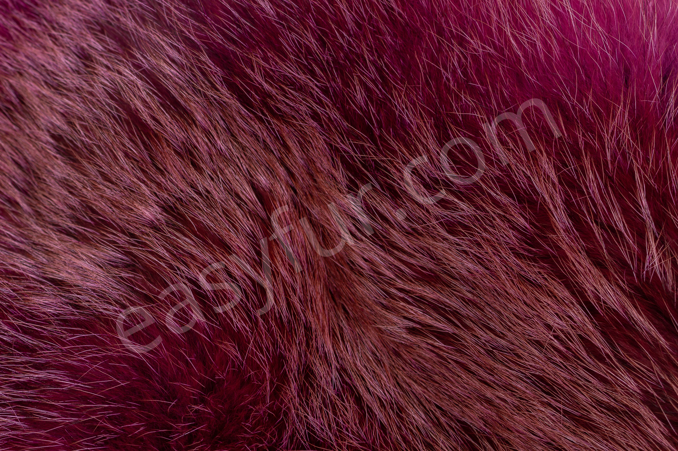 Europäische Rotfüchse in pink