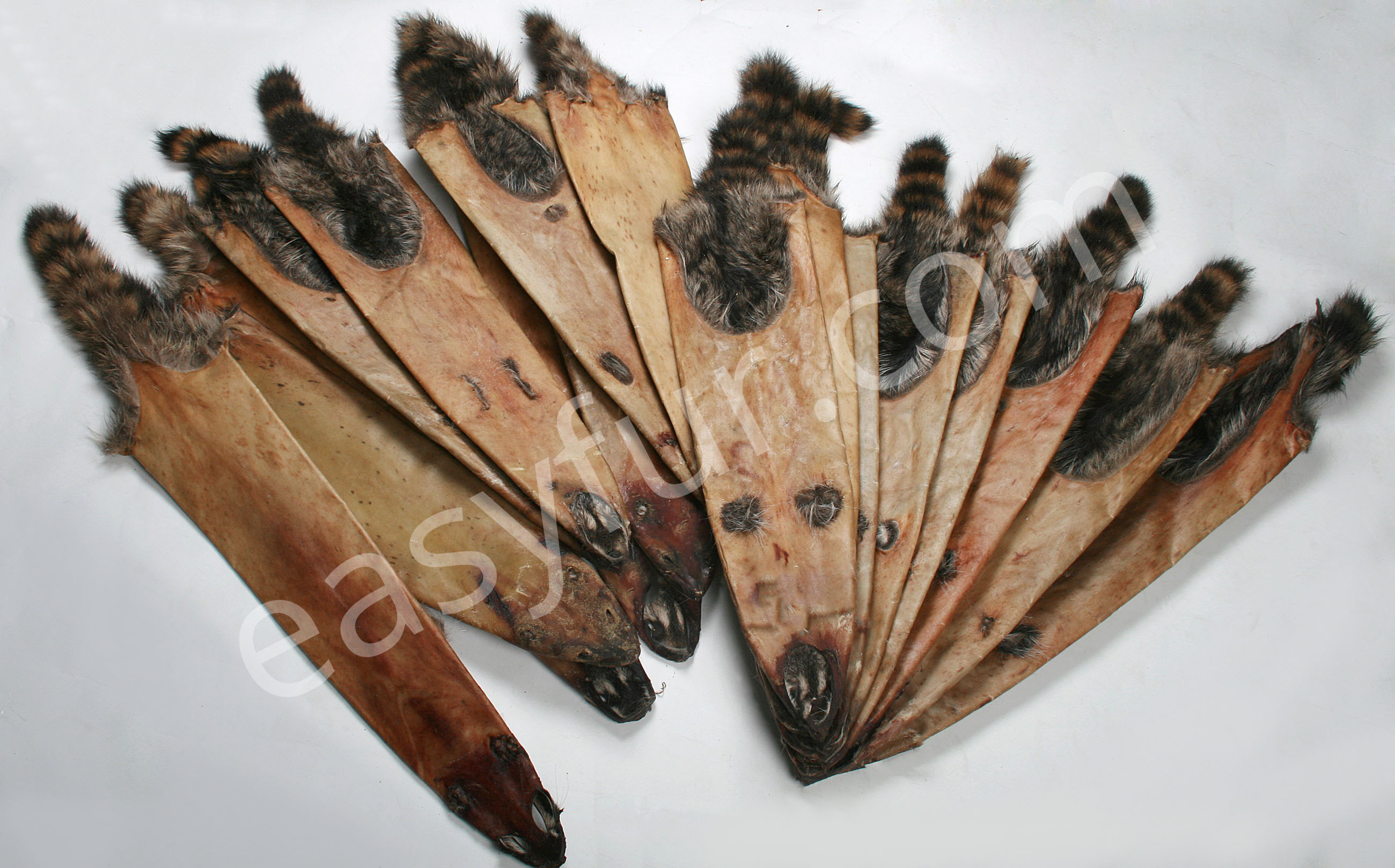 Raw Skins from Canadian Raccoons (Fur Harvesters)
